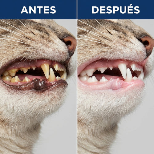 Aditivo Dental Para Gatos